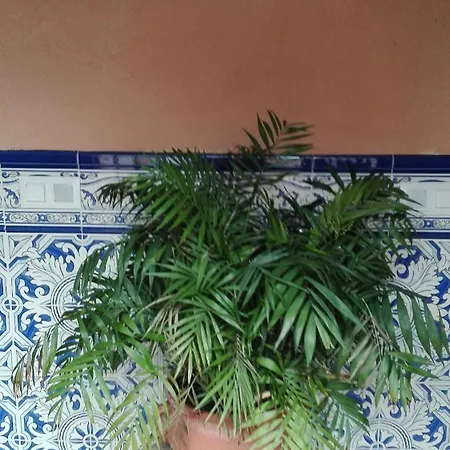 La Casa Madrona-completa * فيلاكاستين